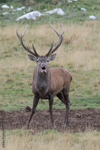 Face to face with Red deer in rutting season (Cervus elaphus)