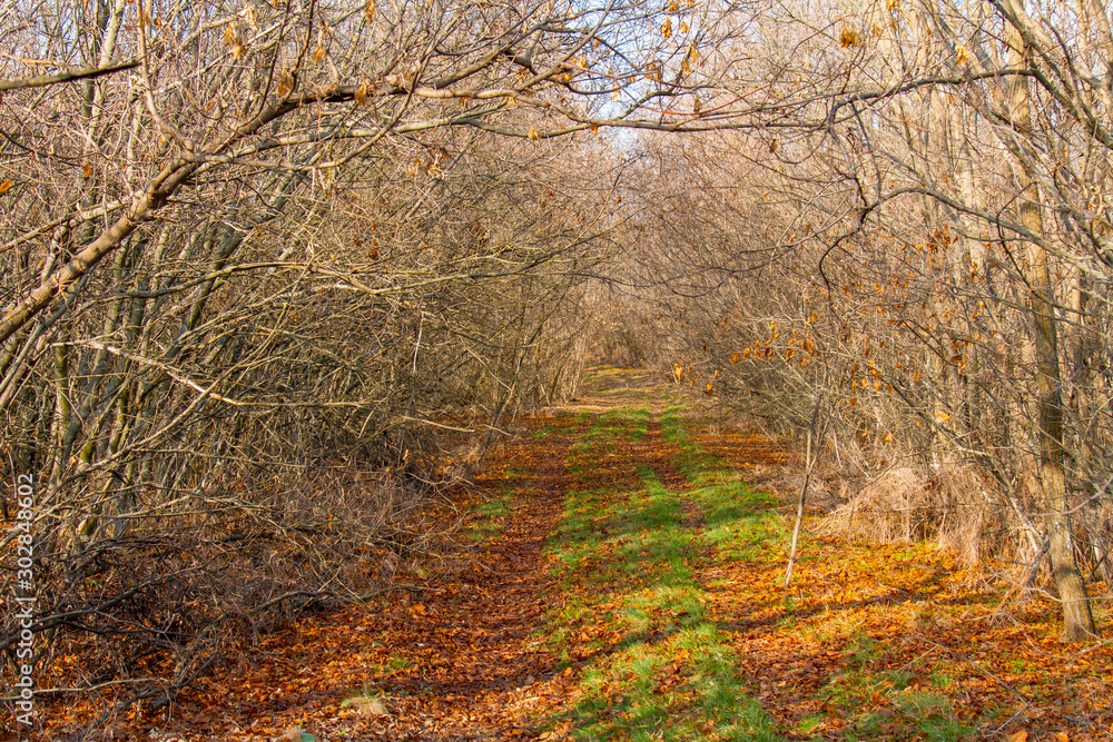 Old dirt road in the autumn forest Old dirt road in the autumn forest