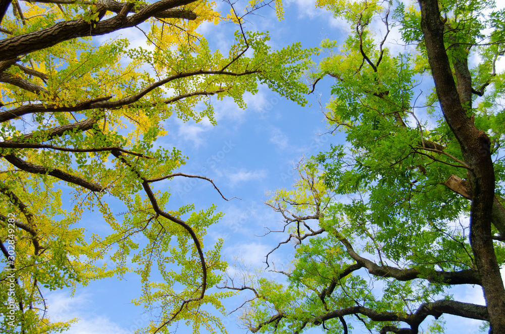 Obraz premium 銀杏の紅葉と青空