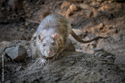Fotografía A wild rat on rocks by a river bank stares forward at the camera