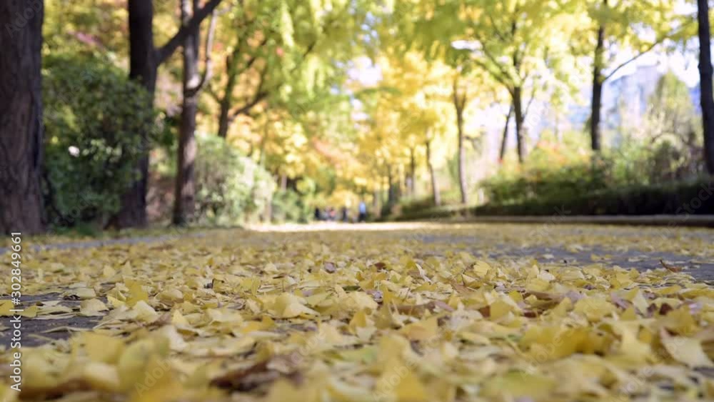 Autumn street with yellow maple leaves. Autumn street with yellow maple leaves.