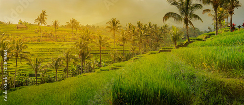 View of green rice field in terrace in Bali,near jatiluwih - Indonesia photo