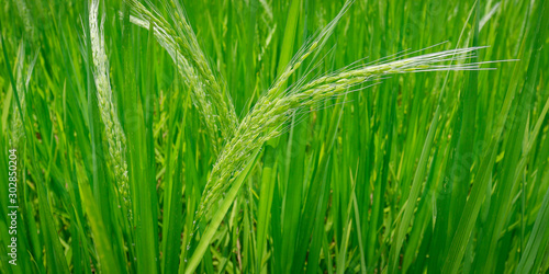 close up of green plant of rice in rice field 