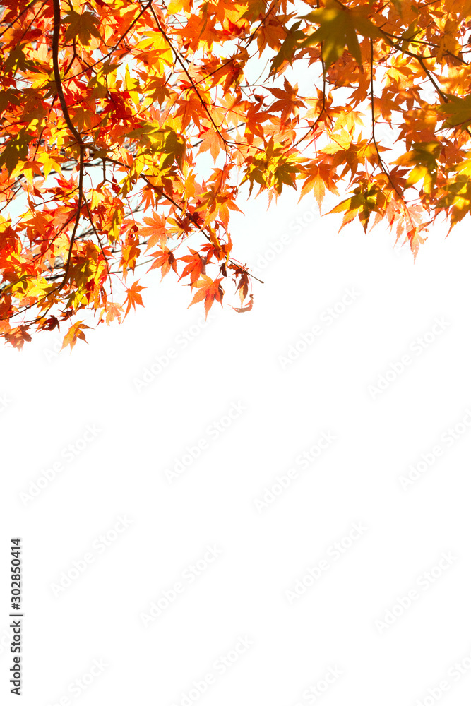 Fresh red and orange colour of maple leaves on isolated white background during autumn in Japan. Fresh red and orange colour of maple leaves on isolated white background during autumn in Japan.