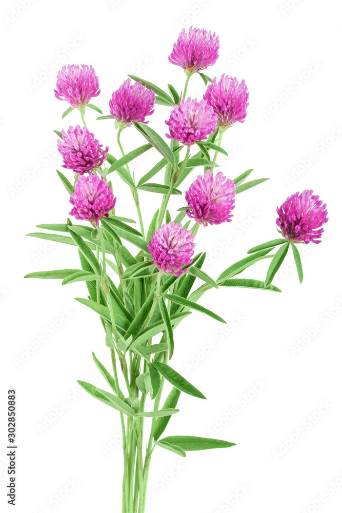 Clover or trefoil flower medicinal herbs isolated on white background Clover or trefoil flower medicinal herbs isolated on white background