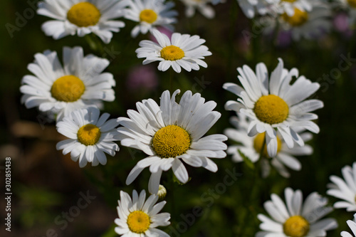 Background for design. Chamomile closeup lit by the bright sun on a dark blurred background