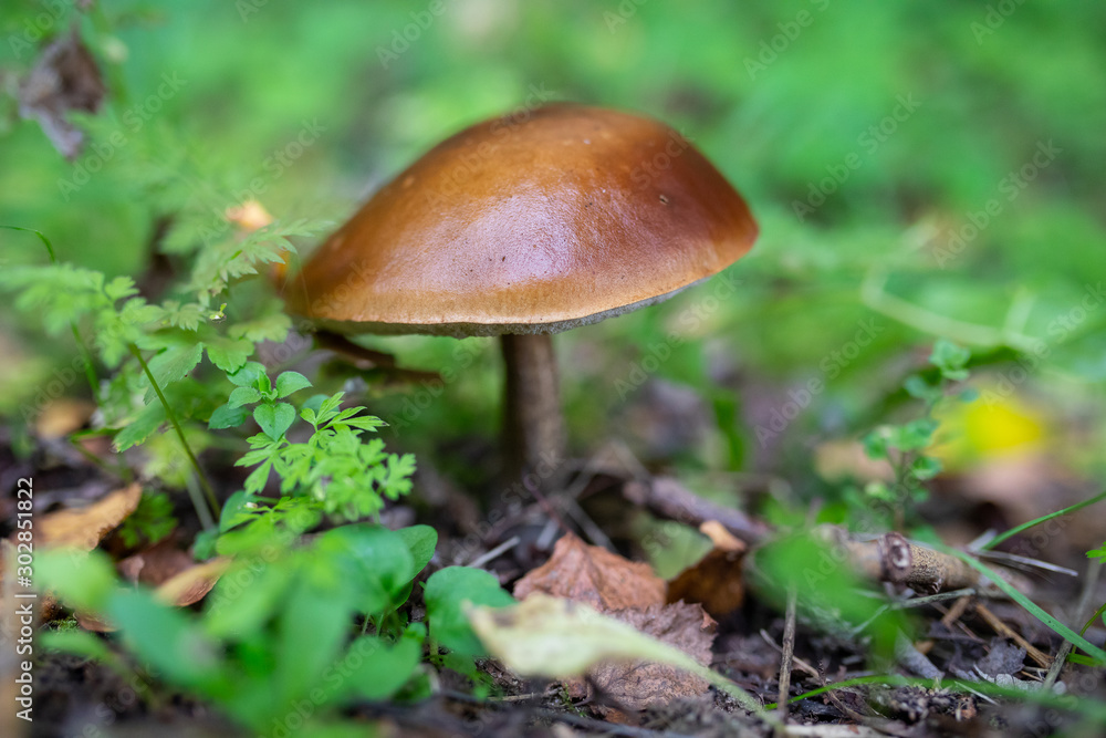 Edible boletus mushroom in the forest, autumn harvest season Edible boletus mushroom in the forest, autumn harvest season