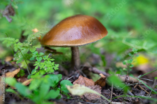 Edible boletus mushroom in the forest, autumn harvest season
