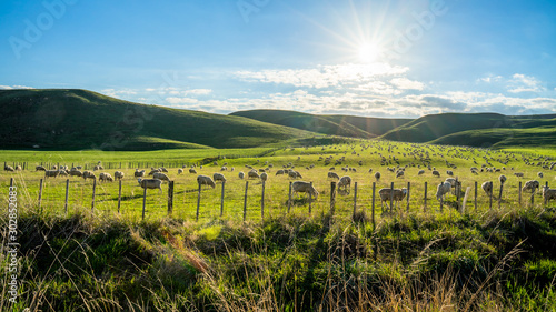 Flock of sheep grazing on a green hill in rural country sheep farm in the afternoon.  A flock of sheep is generally found in a mountain valley New Zealand.