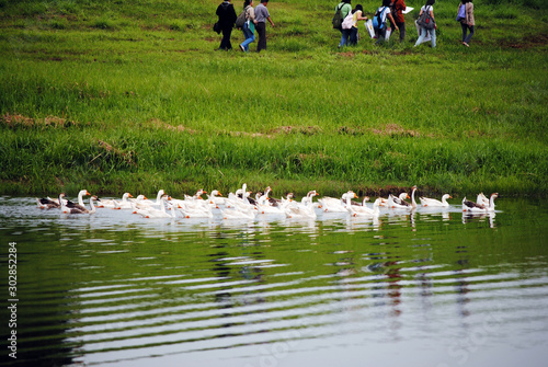 Wallpaper Mural Swans swimming in the lake Torontodigital.ca