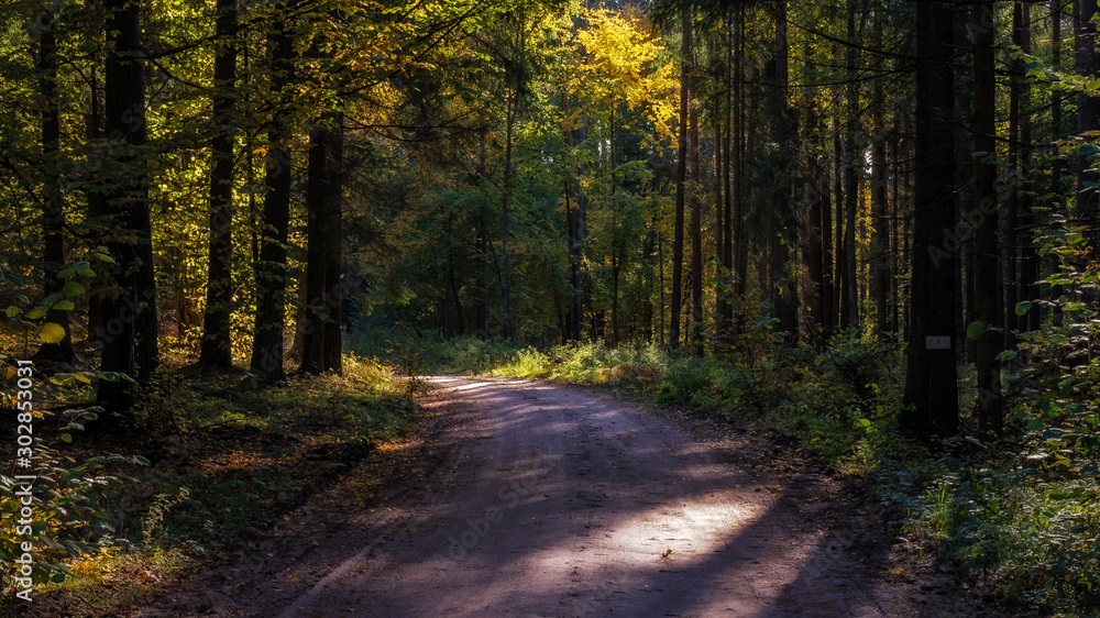 Fototapeta premium Puszcza Knyszyńska w okolicy Supraśla,Jesienne paprocie, Podlasie, Polska