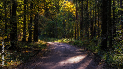 Puszcza Knyszyńska w okolicy Supraśla,Jesienne paprocie, Podlasie, Polska