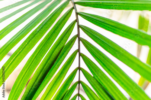 Close up thin green palm leaves  with stem