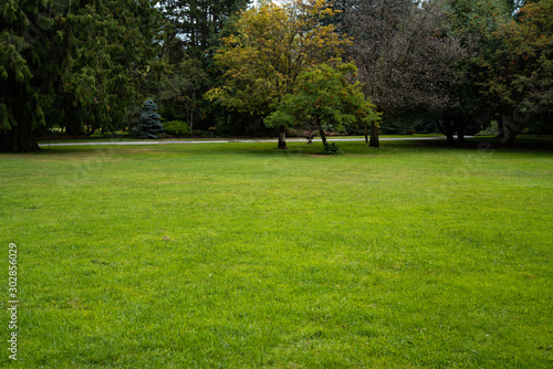 Beautiful trees and green grass in the garden. lawn in the garden.