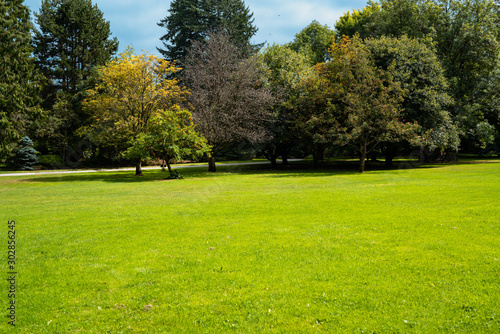 Beautiful trees and green grass in the garden. lawn in the garden.