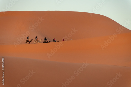 Camel caravan in the Sahara desert. Morocco