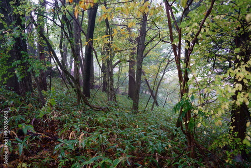 濃い朝霧に包まれた秋の林