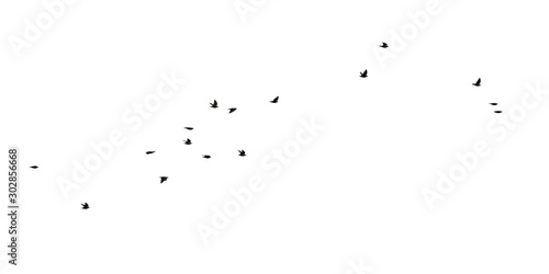 Flock of birds isolated on white background © schankz