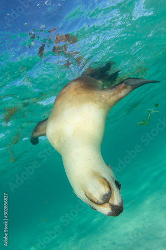 Australian Sea Lion © Richard Carey