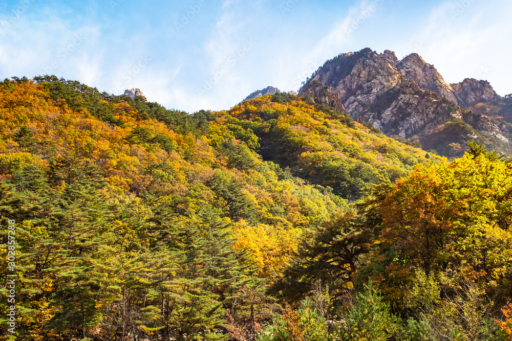 overgrown mountain slope in Seoraksan Park