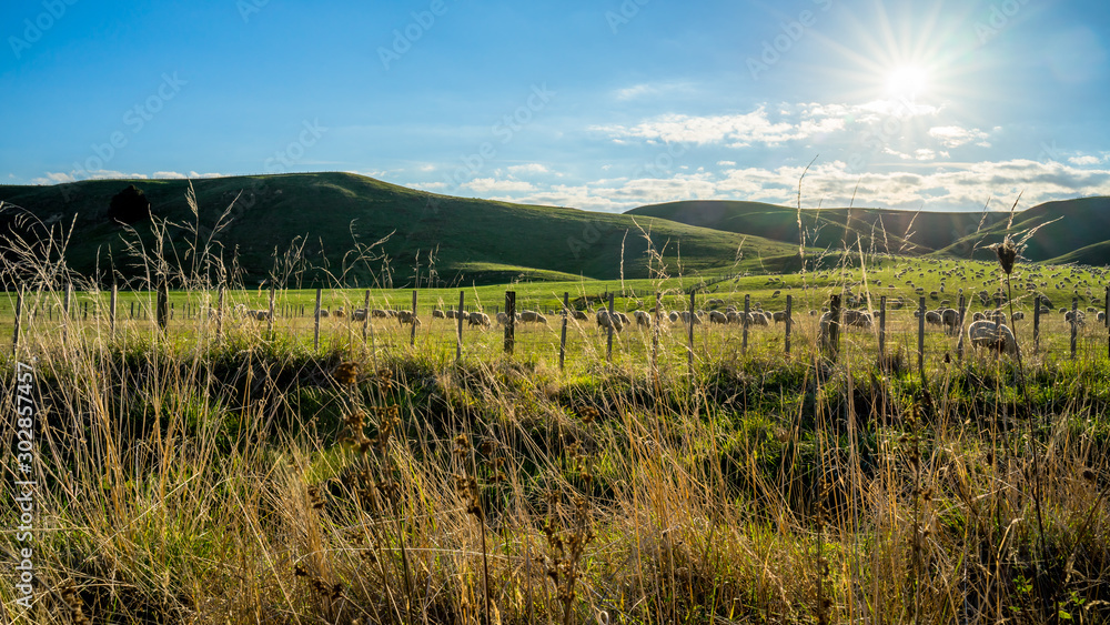 Flock of sheep grazing on a green hill in rural country sheep farm in the afternoon. A flock of sheep is generally found in a mountain valley New Zealand. Flock of sheep grazing on a green hill in rural country sheep farm in the afternoon. A flock of sheep is generally found in a mountain valley New Zealand.