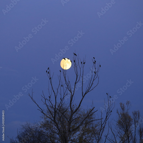 full moon in the tree