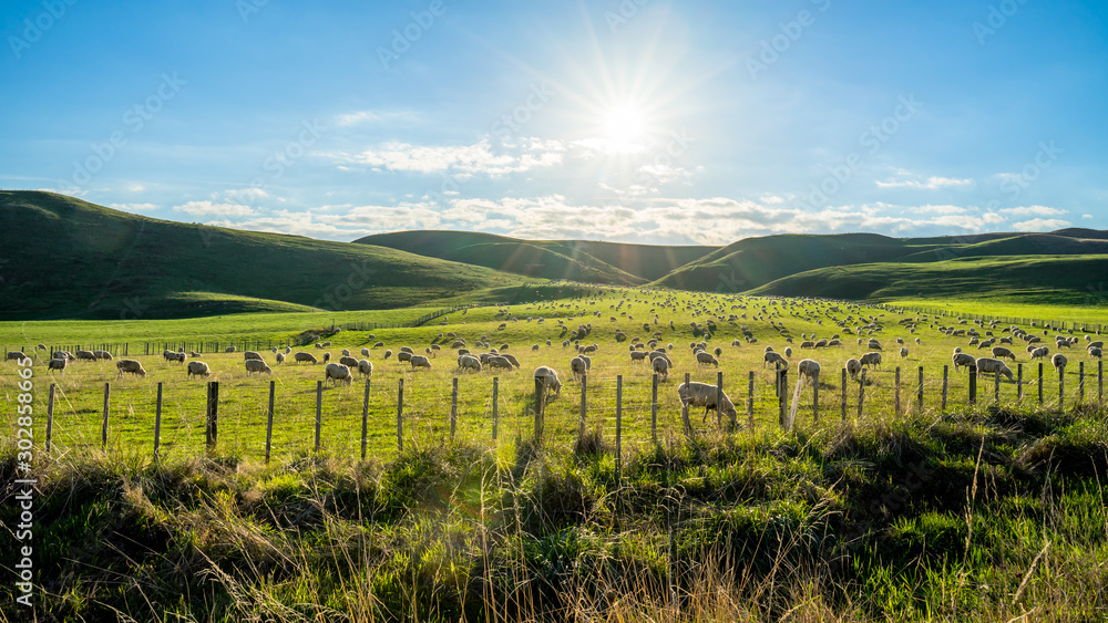 Flock of sheep grazing on a green hill in rural country sheep farm in the afternoon.  A flock of sheep is generally found in a mountain valley New Zealand.