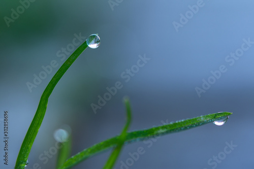 Morning dew drops on blades of grass © Anna Pismenskova