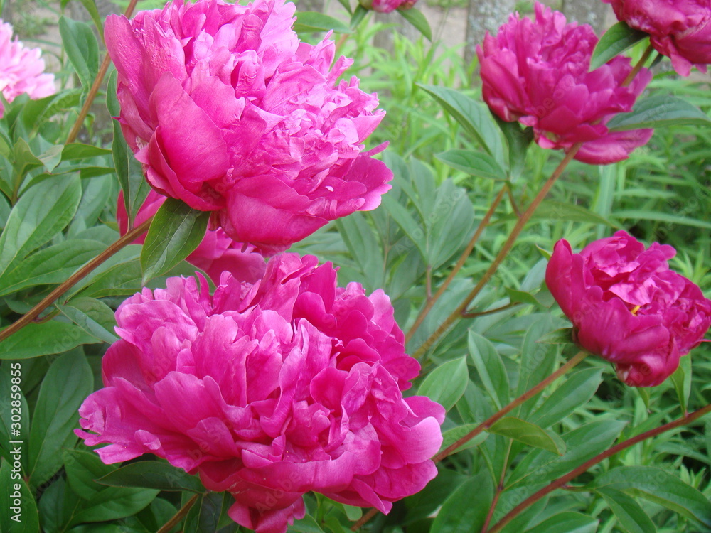 Obraz premium Pink flowers in the garden