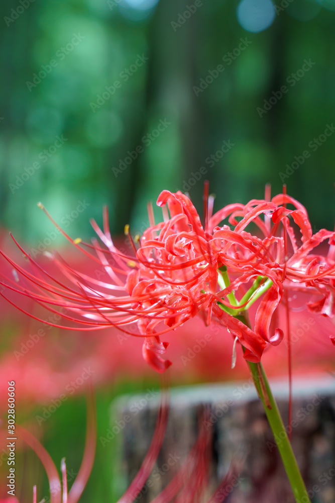 彼岸花 彼岸花