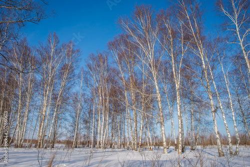 Birch Grove. Winter landscape.
