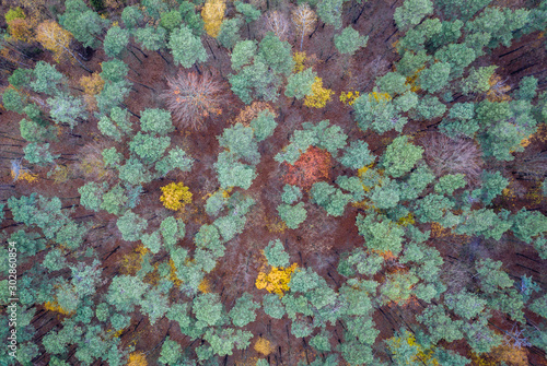Drone photo of treetops in Wiaczyn landscape park near Lodz city, Poland