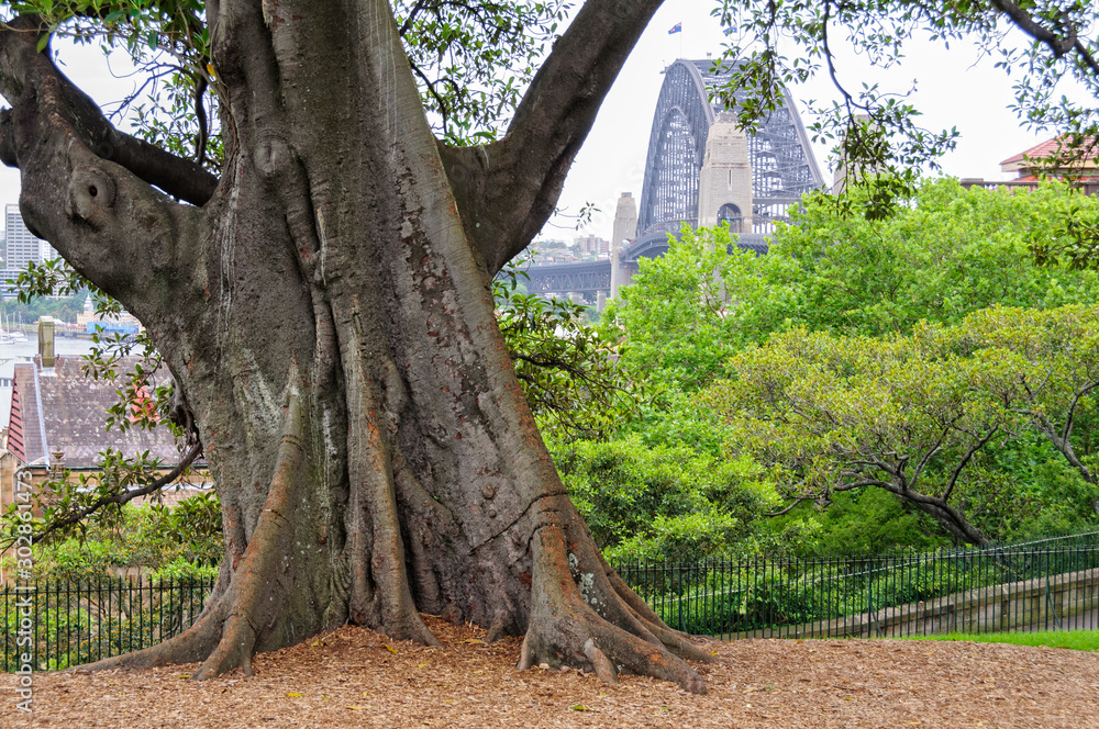 Trunk of a Moreton Bay Fig tree in the Observatory Hill Park - Sydney, NSW, Australia
