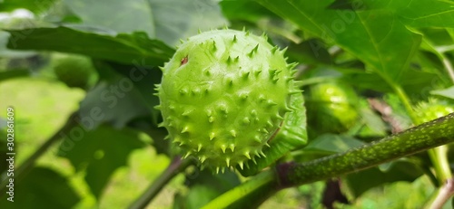 It is a fruits of datura. People of Hinduism offer it to Lord Shiva. It is also used a lot in Ayurvedic medicines.Other English names include moonflower, jimsonweed, devil's weed, hell's bells .