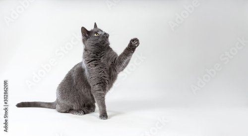 Graue Katze hebt beim spielen die Pfote