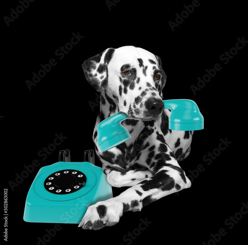 Portrait of dalmatian dog holding a blue telefone in mouth © helga1981