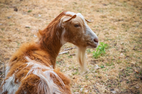 Golden Guernsey goat at Hackney city farm in London