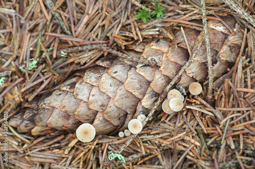 Baeospora myosura, known as conifercone cap, growing from a spruce cone in Finland photo