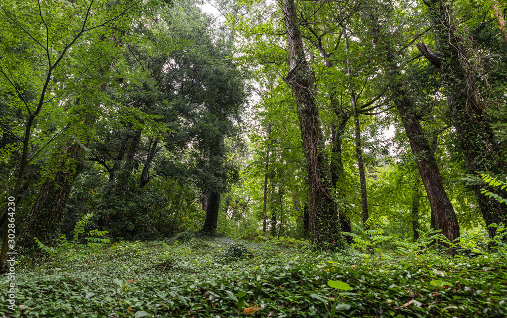 Rainy Autumn Day in Batumi Botanical Garden in Georgia Rainy Autumn Day in Batumi Botanical Garden in Georgia