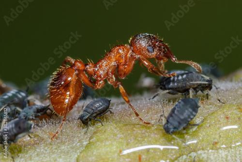 Ameise betrillert und melkt Blattlaus, Rote Gartenameise myrmica rubra erntet Honigtau, Symbiose zwischen Ameisen und Blattläusen, Ameise bewacht und beschüzt Blattlauskolonie