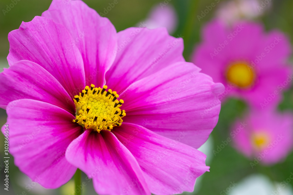 コスモス　ズーム