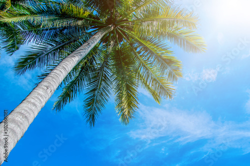 Coconut Palm tree on tropical beach with blue sky and sunlight in summer, uprisen angle.