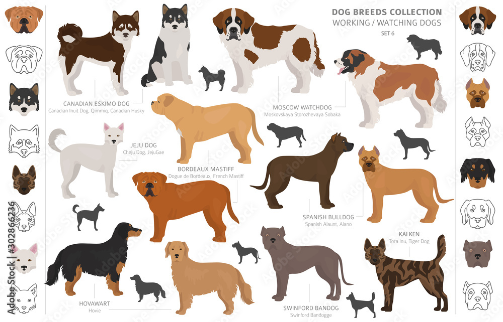 Working, service and watching dogs collection isolated on white. Flat style. Different color and country of origin