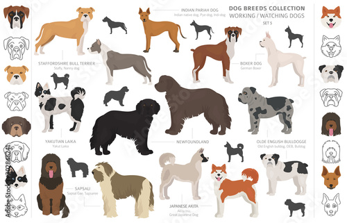 Working  service and watching dogs collection isolated on white. Flat style. Different color and country of origin