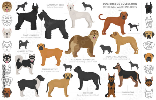 Working  service and watching dogs collection isolated on white. Flat style. Different color and country of origin