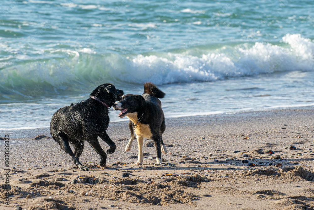 Happy dogs playing on the beach