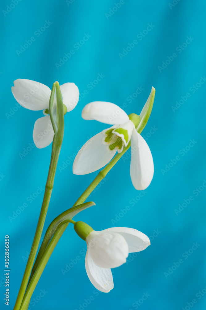 White snowdrops closeup on blue background White snowdrops closeup on blue background