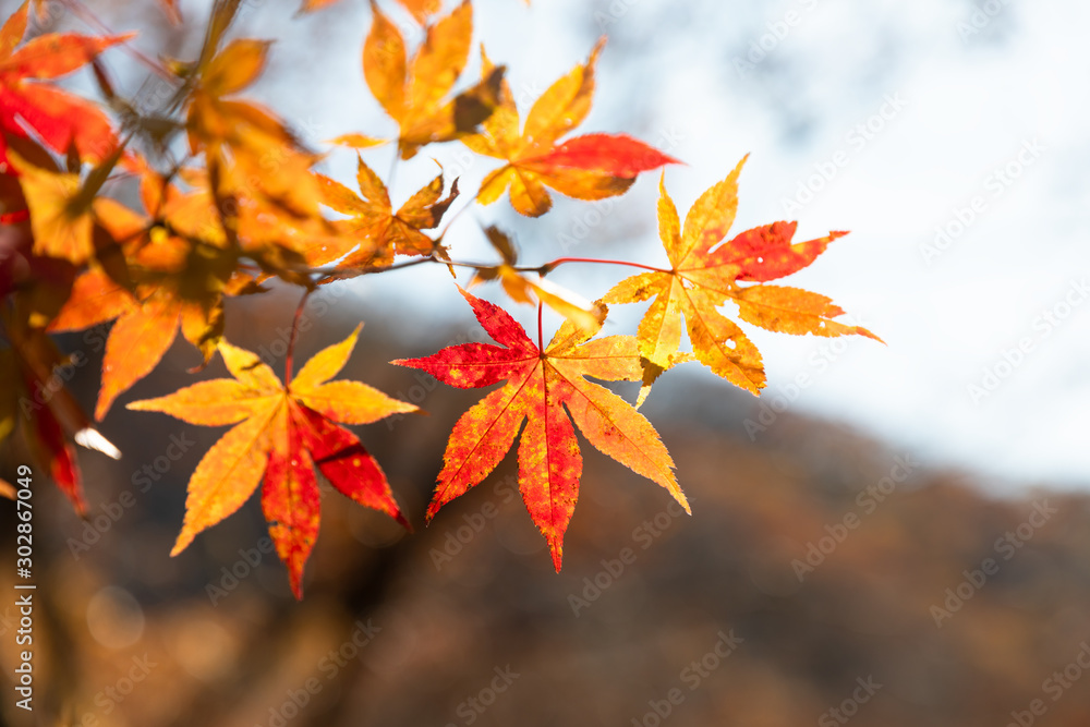 紅葉 もみじ 秋イメージ 紅葉 もみじ 秋イメージ