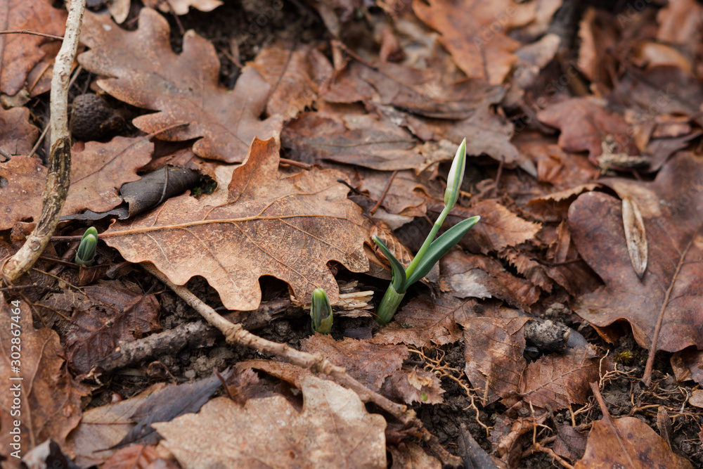 First snowdrop in the forest First snowdrop in the forest