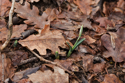 First snowdrop in the forest